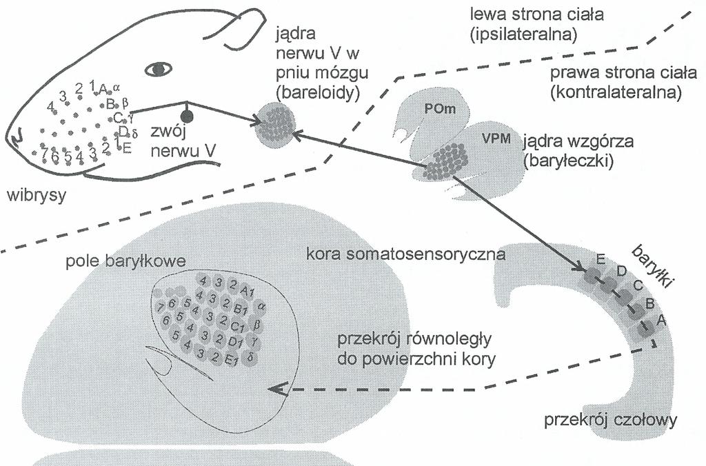 Włókna wychodzące z tych jąder przecinają linię pośrodkową i docierają do wzgórza po przeciwnej stronie ciała.