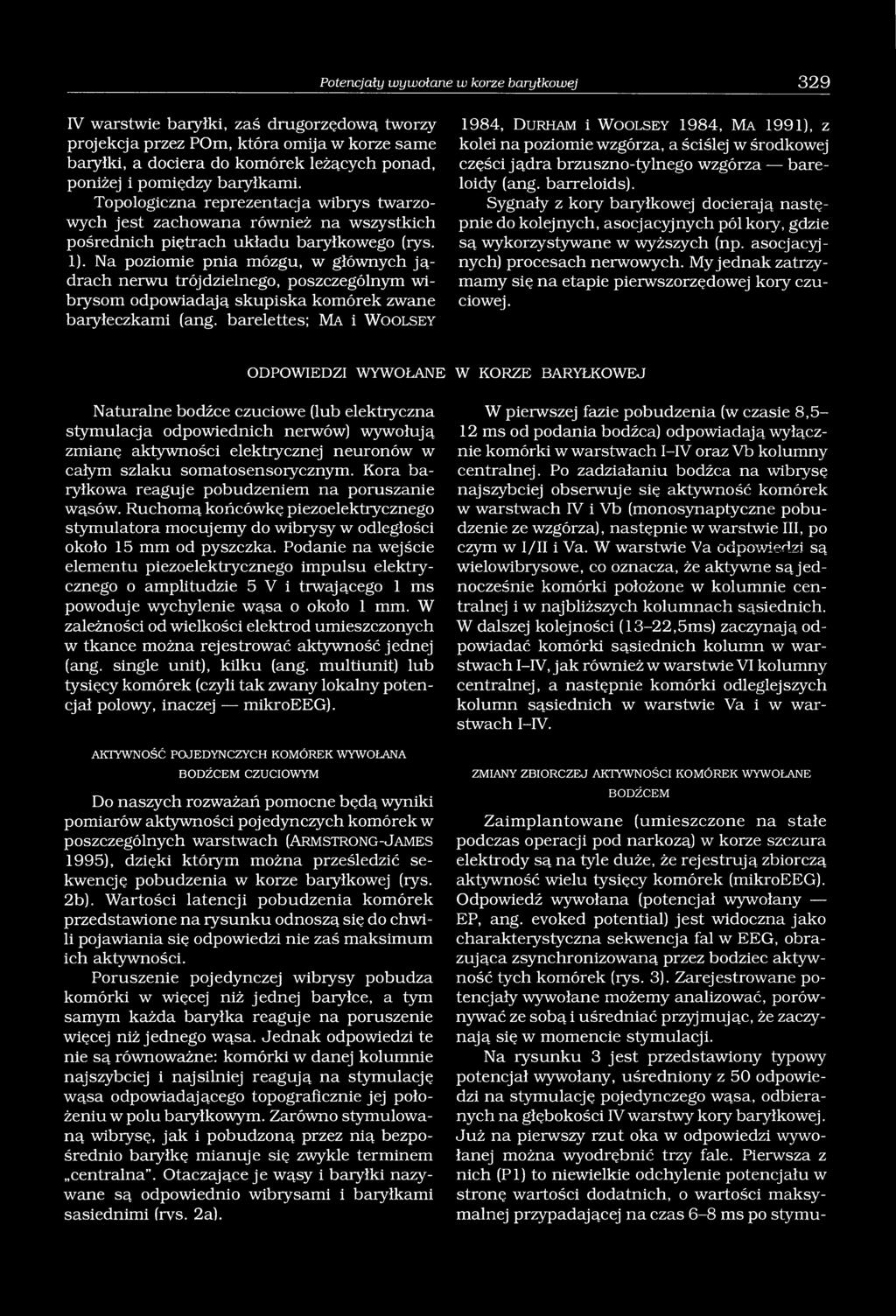 Na poziomie pnia mózgu, w głównych ją drach nerwu trójdzielnego, poszczególnym wibrysom odpowiadają skupiska komórek zwane baryłeczkami (ang.