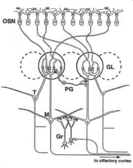 przesyłają informację do dwóch glomeruli w