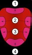 Mapy rozmieszczenia receptorów 1 - gorzki, 2 - kwaśny, 3 - słony, 4 słodki smakowych Błędna interpretacja wyników badań przeprowadzonych pod koniec XIX wieku doprowadziła do wniosku, że różne części