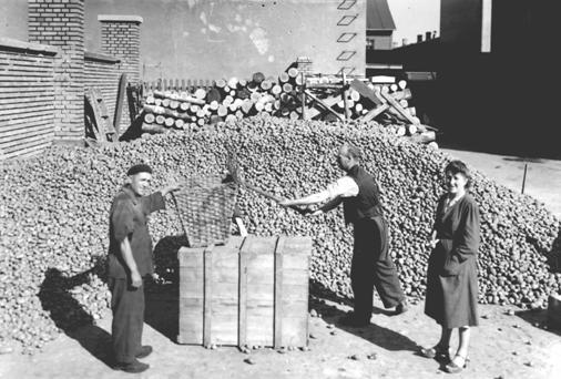Zdj. 13. Rozdzielanie ziemniaków w czasie wojny W 1939 r. okupant niemiecki zdelegalizował organizacje techniczne i społeczne.