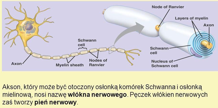 Aksony neurony zmielinizowane Duże aksony, a także te budujące nerwy obwodowe są otoczone osłonką (otoczką) mielinową. Tworzy ją seria komórek Schwanna, ułożonych wzdłuż długości aksonu.