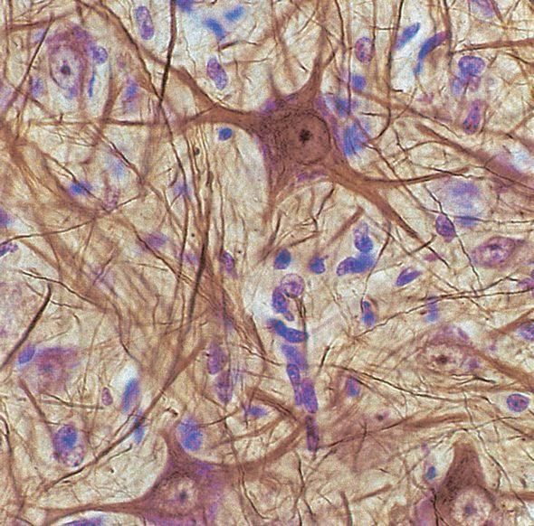 Neuroglej Neurony OUN maja podporę w postaci czterech typów komórek glejowych nie podlegających pobudzeniu, których liczba wielokrotnie przekracza liczbę neuronów.