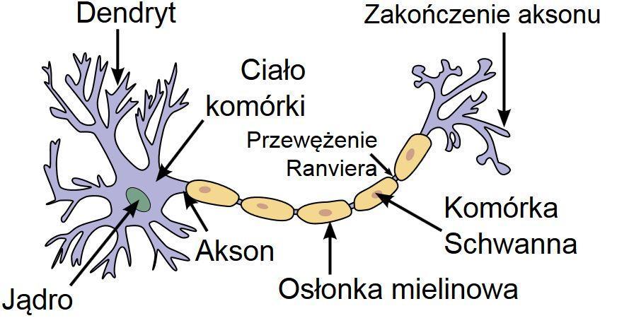 Neurony komórki nerwowe Każdy neuron składa się z ciała komórki i wypustek jednego włókna osiowego (aksonu) i wielu dendrytów.