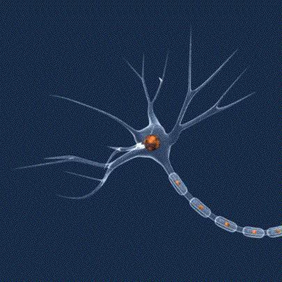 Budowa neuronu Aksony są położone w głębi mózgu oraz w grupach, zwanych sznurami, lub drogami na obwodzie