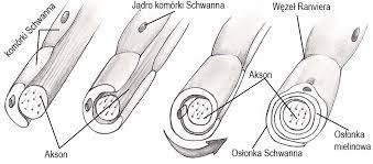 jej ciała, zwanej wzgórkiem aksonu. Błona aksonu, tzw.