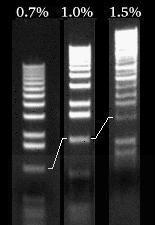 Stężenie agarozy istnieje liniowa zależność między logarytmem mobilności elektroforetycznej DNA ( ) i stężeniem żelu ( ) wg.