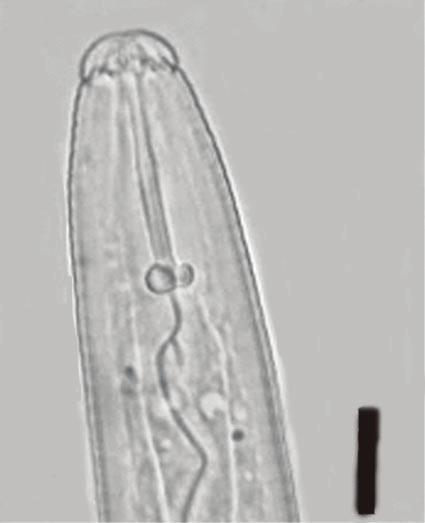 1,76) 1,4 1,5 Cysty Cysts Indeks Graneka Granek s ratio Liczba fałdów między okienkiem wulwalnym a odbytem Number of cuticular rifges between fenestra and anus 4 12 (7 9) 6 7 Osobniki młodociane J2