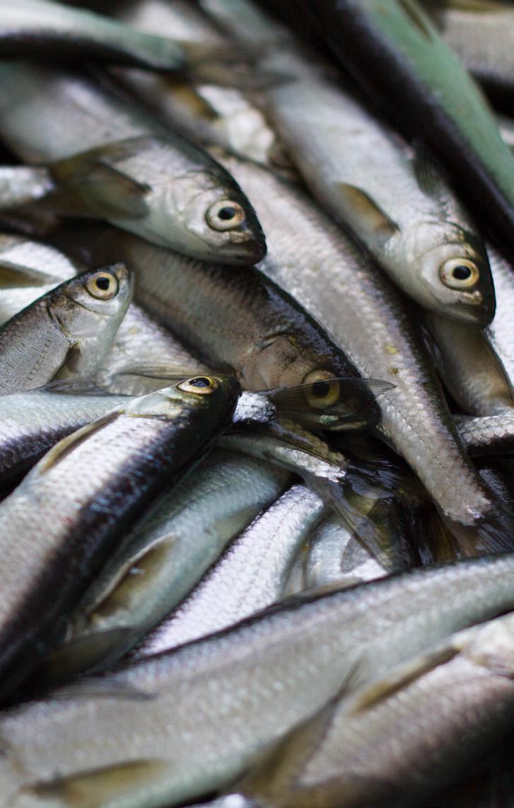 Światowa konsumpcja ryb wg krajów w 2017 r.