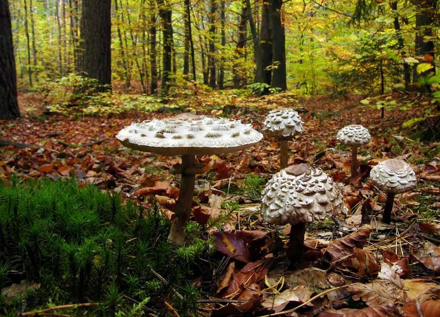 10 Czubajka kania (Macrolepiota procera) Zaczyna występować już w lipcu, nie tylko w lesie.