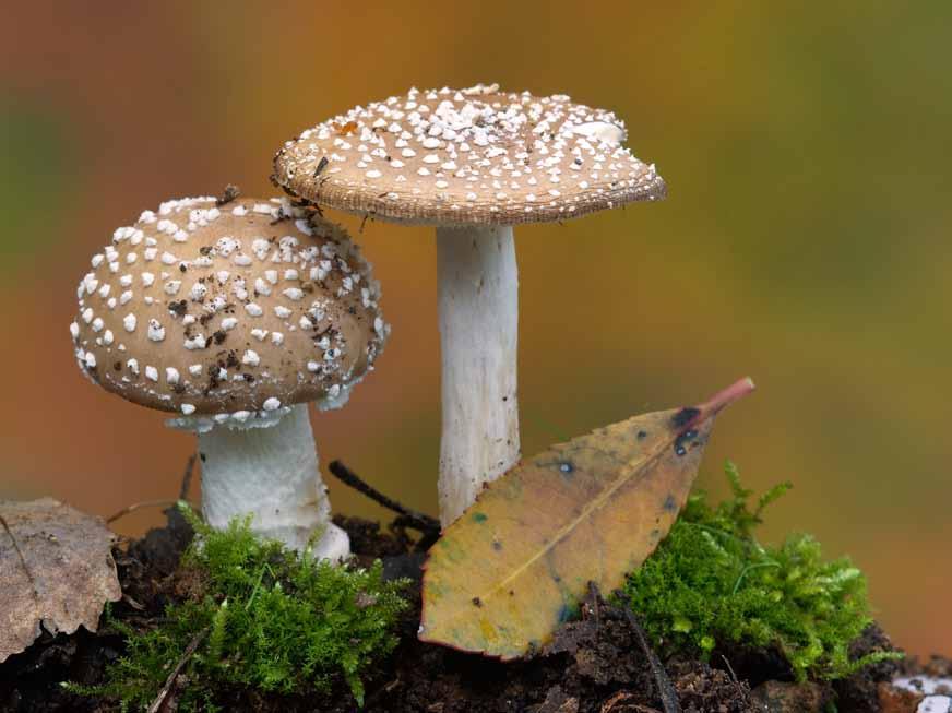 11 Muchomor plamisty (Amanita pantherina) Występuje głównie na glebach piaszczystych.