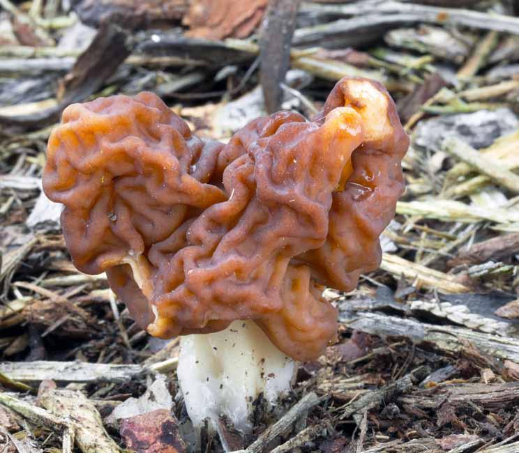 13 Piestrzenica kasztanowata (Gyromitra esculenta) Wczesno wiosenny grzyb,