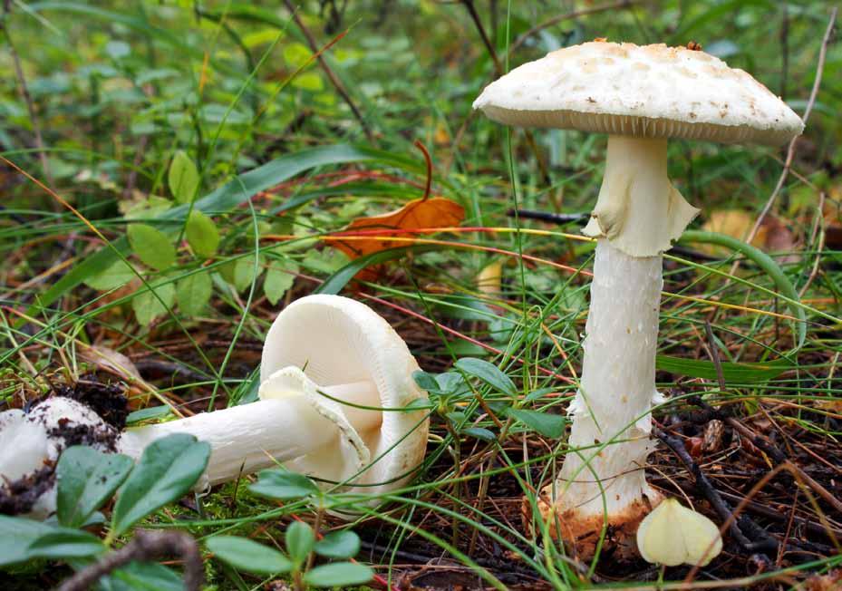 17 Muchomor jadowity (Amanita virosa) Występuje od maja do października,