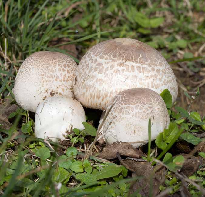 19 Pieczarka łąkowa (Agaricus campestris) Średnica kapelusza dochodzi do 11 cm.