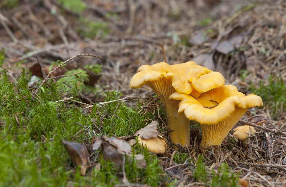 21 Pieprznik jadalny (Cantharellus cibarius) Rośnie w lasach od