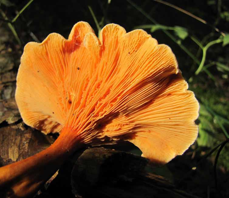 22 Lisówka pomarańczowa (Hygrophoropsis aurantiaca) Kapelusz ma