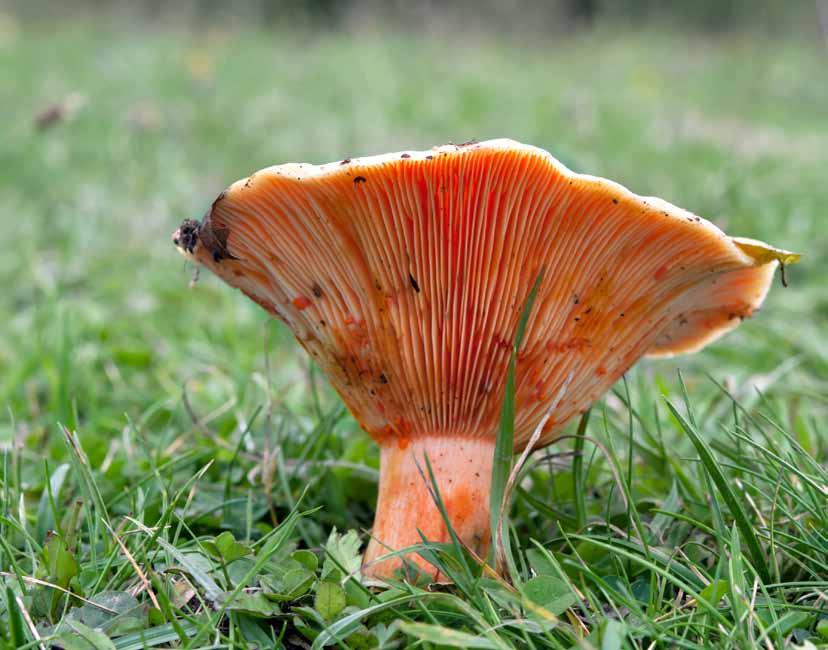 23 Mleczaj rydz (Lactarius deliciosus) Występuje od sierpnia do listopada,