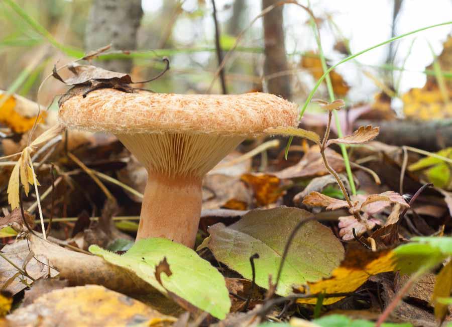 24 Mleczaj wełnianka (Lactarius torminosus) Średnica od 4 do 10 cm, kapelusz