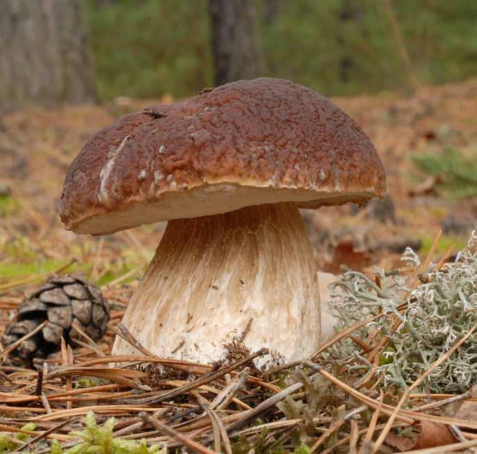 3 Borowik szlachetny (Boletus edulis) Jego kapelusz może osiągać nawet 25 cm średnicy, jest