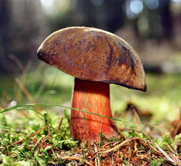 5 Borowik ceglastopory (Boletus luridiformis) Średnica kapelusza dochodzi do