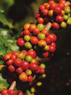 KAWA Rośliny kawowca znane były w Etiopii już w I tysiącleciu p.n.e., ich owoce zbierano wtedy ze stanowisk naturalnych.