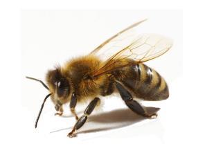 Straty rodzin pszczelich W trakcie sezonu pszczelarskiego pszczelarze z 14 stu województw zgłosili do związków pszczelarskich przypadki ostrych zatruć lub podtruć rodzin pszczelich, głównie na