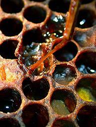 5 3 Zgnilec amerykański pszczół/ American 1 foulbrood 2 0618(1),1418(1), 1807(5), 1861(1), 2005(1) 0608(1) 2208(1),
