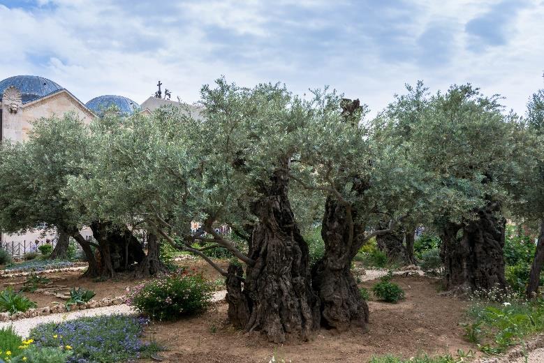 Ogród oliwny Następnym miejscem związanym z cierpieniem Jezusa jest