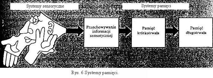 Impuls sensoryczny tafia do pamięci etapami.