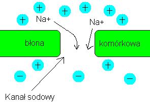 Powstanie potencjału czynnościowego Gdy pojawia się potencjał czynnościowy znikają bariery dla Na +. Wnika on do wnętrza komórki zgodnie z gradientem stężeń.