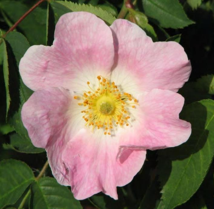 rodz. różowate Rosaceae z reguły owadopylne kwiaty promieniste kielich i korona 5-krotne zwykle liczne pręciki podrodz.