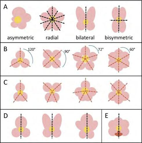 Typy symetrii w kwiatach Symetria promienista aktynomorfizm Symetria bilateralna zygomorfizm - kwiaty grzbieciste S.