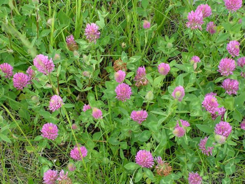 Trifolium pratense koniczyna łąkowa gatunki pastewne nawóz