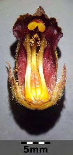 Obuwik (Cypripedium