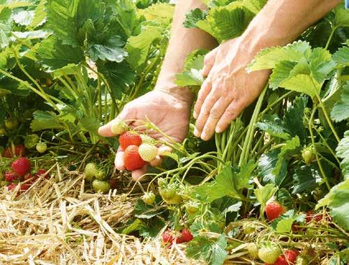 Gwarantują one zdrowy wzrost nie tylko Państwa roślin, ale także Państwa plonów.