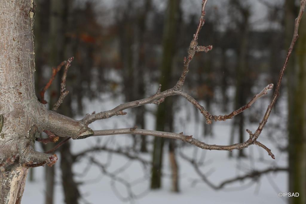 WAŻNE aby wycinając pędy zawsze pozostawiać czop. U odmian z grupy Jonagolda, powinien być on nie krótszy niż 7-10 cm. W przypadku pozostałych odmian zwykle jest to 2-3 cm.