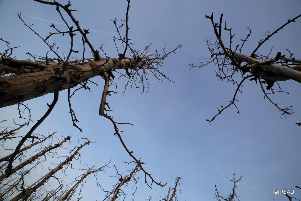Na zdjęciu ponad 20 letnie drzewa odmiany Ligol. Od posadzenia przeważał okres, w którym na drzewach dominowały stare i grube konary. Dochodzenie do obecnej formy zajęto sadownikowi 4-lata.