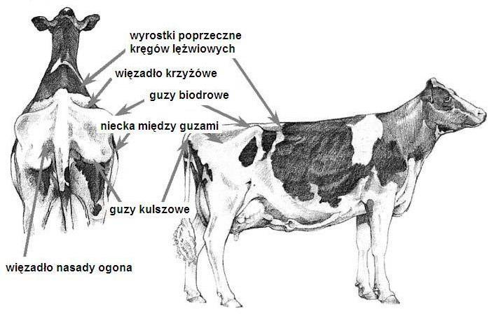 czasochłonny. Ze względów czysto praktycznych metoda usg nie znalazła wykorzystania w komercyjnym prowadzeniu monitoringu kondycji u krów.