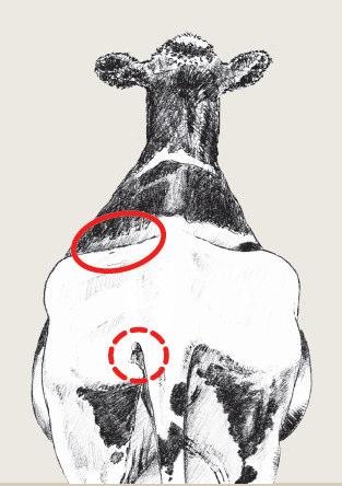 Krowa środkowej fazie laktacji (BCS = 3,5), charakteryzująca się właściwą kondycją ma lekko widoczne więzadło krzyżowe (czerwone koło nakreślone linią ciągłą)