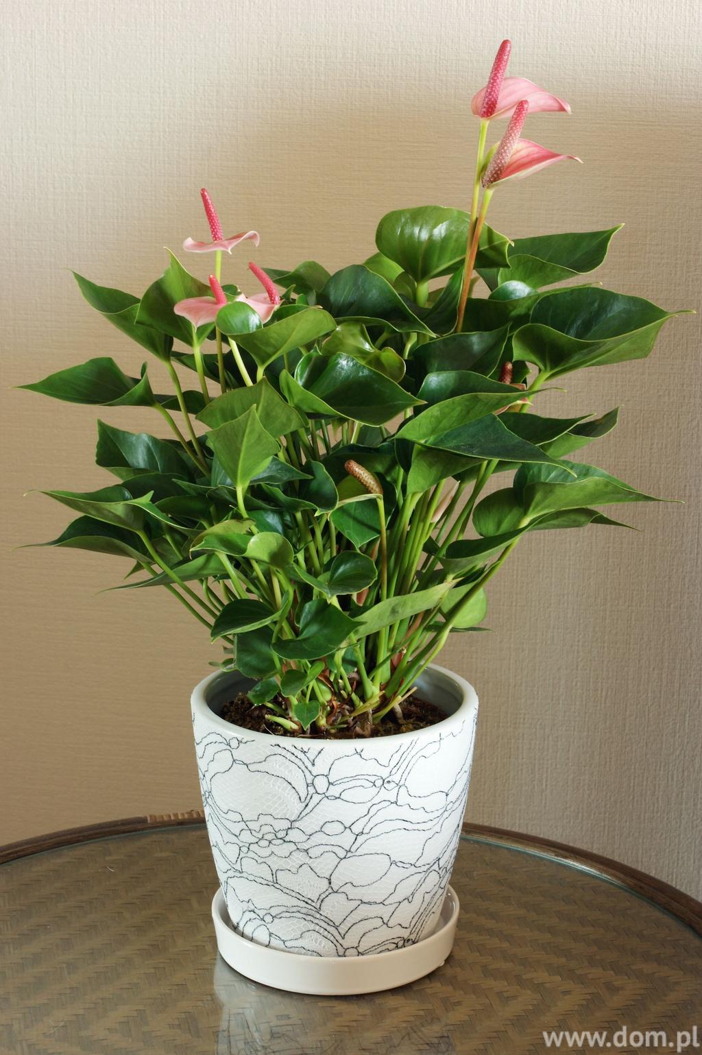 Anturium to bardzo piękna i elegancka roślina. Hodowana jest głównie na kwiaty cięte, jednak sporą popularność zyskała także jako roślina doniczkowa.
