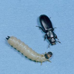 Ukrytek mauretański (Tenebroides mauritanicus) Sposób żerowania: larwa żeruje na zarodku ziarna. Cykl rozwojowy: od jaja do owada dorosłego 40-120 dni w zależności od temperatury.
