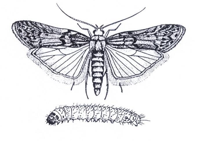 (Psocoptera) - chrząszcze