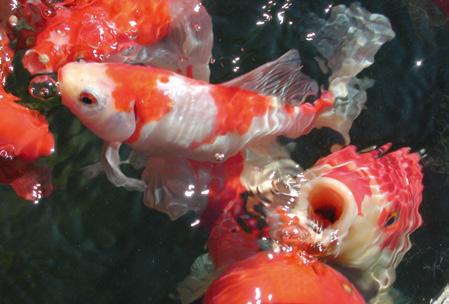 stosowanie wzmacnia czerwone i złote ubarwienie ryb KOI &