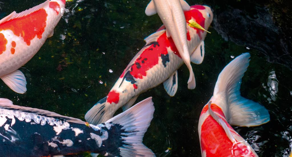 TROPICAL DOBRY POKARM TO CZYSTA WODA I ZDROWE RYBY Piękne i zdrowe ryby w oczku wodnym to wynik działania wielu czynników.