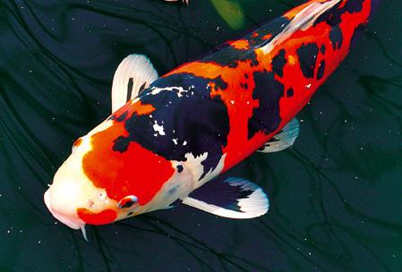 mikroelementy KOI CROISSANT COLOUR