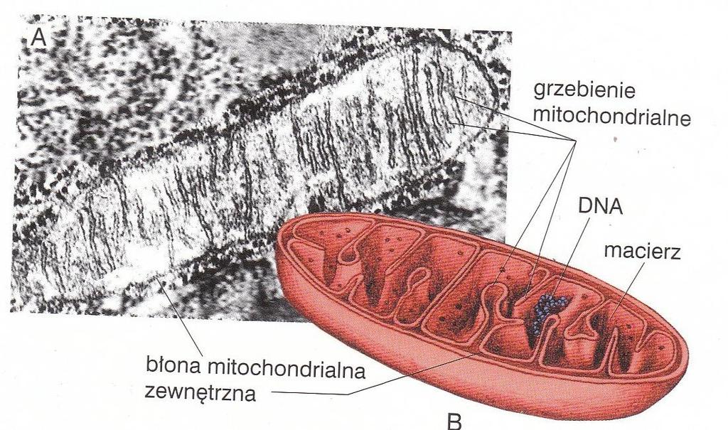 Źródła ROS w komórce - Łańcuch