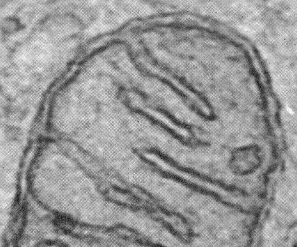 Mitochondrium - Zewnętrzna błona mitochondrialna: * stosunek wagowy białek do fosfolipidów: ~1:1 * duża zawartość poryn - Cząsteczki o masie do ~6 kda mogą swobodnie dyfundować do przestrzeni