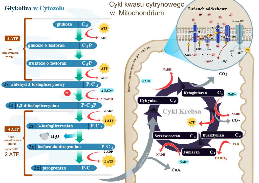 Oddychanie komórkowe Glikoliza w