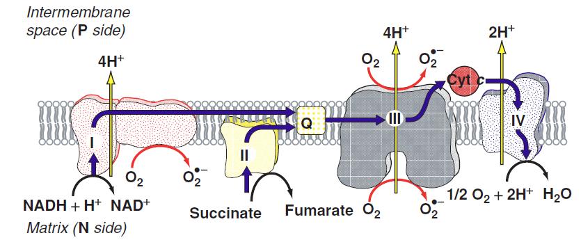 Łańcuch oddechowy - Przyjmuje elektrony z NADH i przenosi je przez liczne kofaktory do pierwszego ruchliwego nośnika elektronów, utlenionego koenzymu Q.
