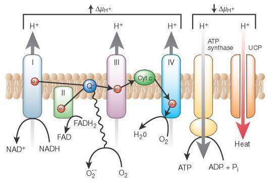Łańcuch oddechowy UH 2 + O 2 UH + H + + O 2- UH + O 2 U + H + + O 2- Przepływ elektronów nie jest szczelny mogą one przeciekać i reagować z cząsteczką tlenu jednoelektronowo tworząc anionorodnik
